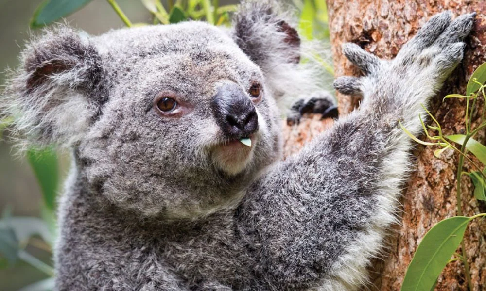 Perth Zoo Koala