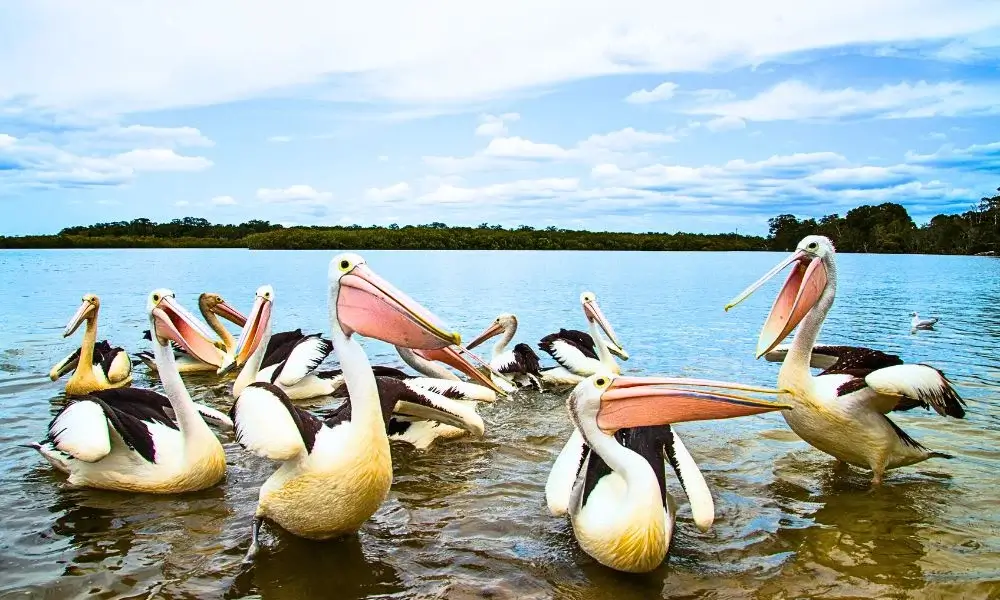 Watch the Pelican Feeding