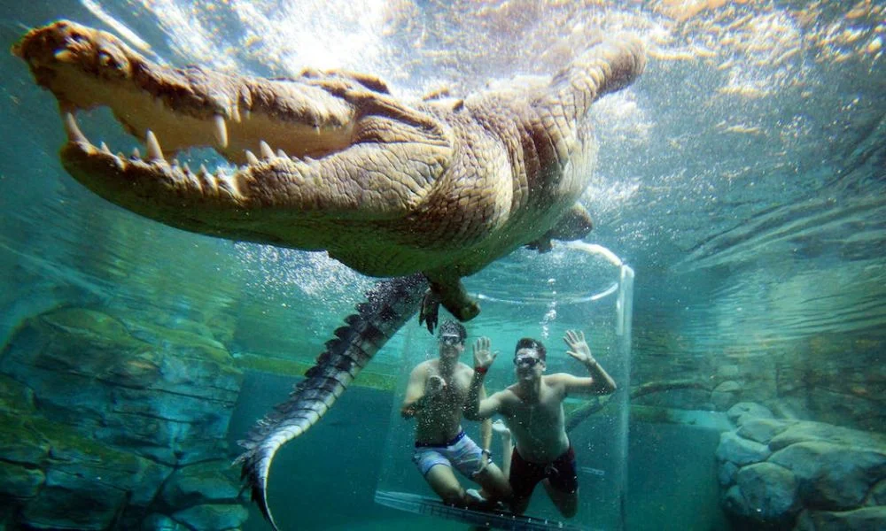 Spend Time With the Crocodiles