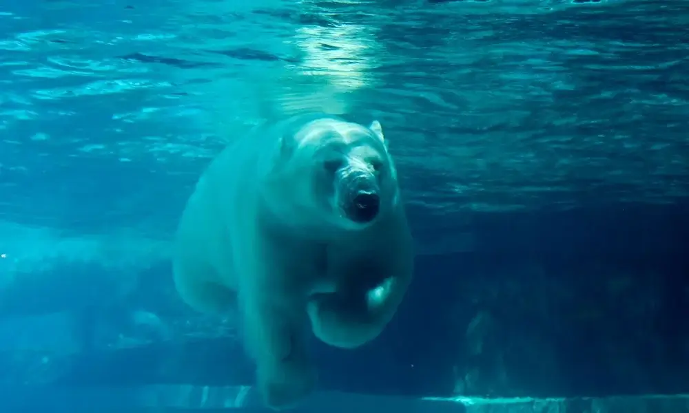 The Underwater Zoo in Dubai