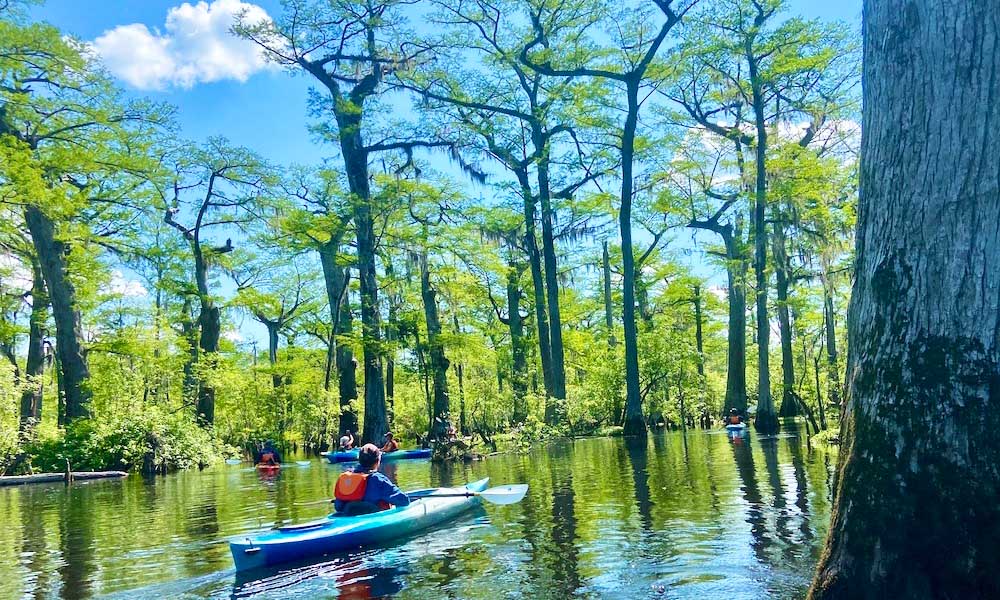 Kayaking Through Cypress Swamps