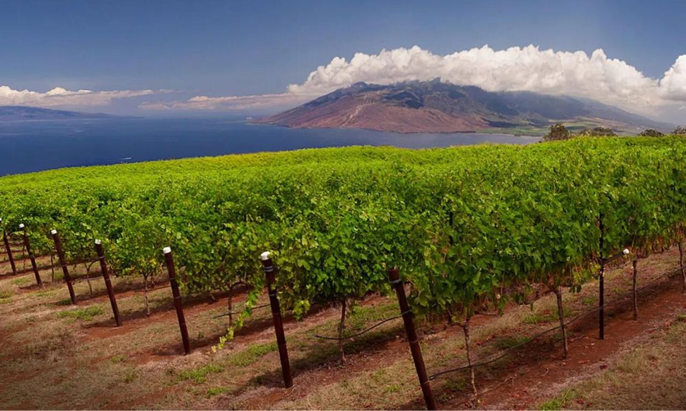 Maui Wine Vineyard