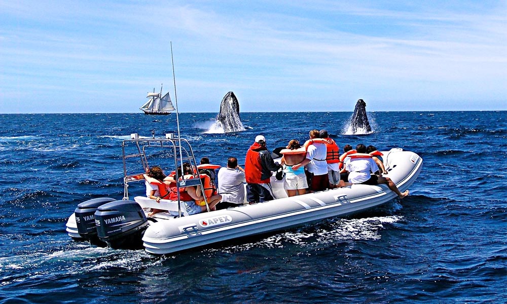 Cabo Expeditions