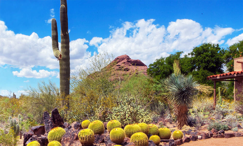 Desert Botanical Garden