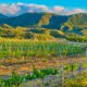 Napa Valley